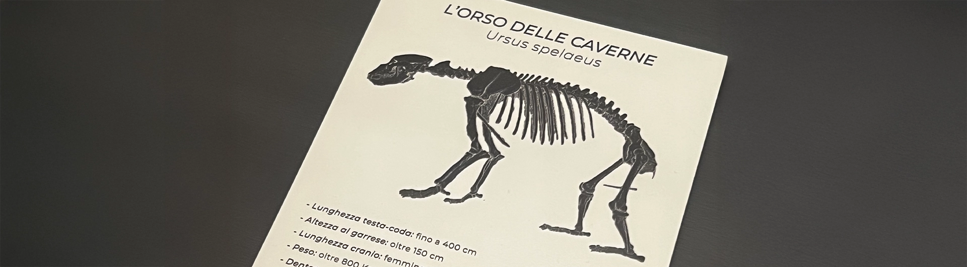 Orso delle caverne a Prevalle con Zanaglio
