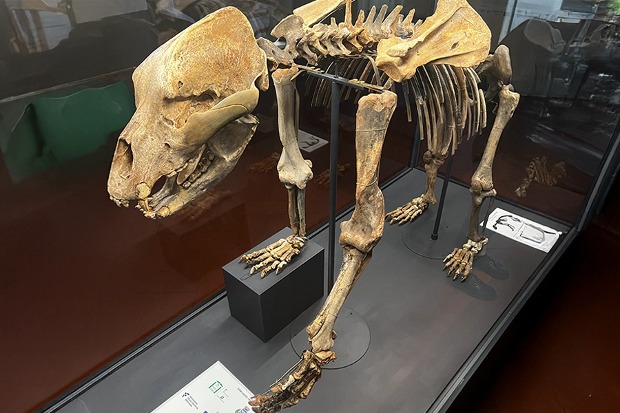 Scheletro ricostruito di un orso delle caverne 